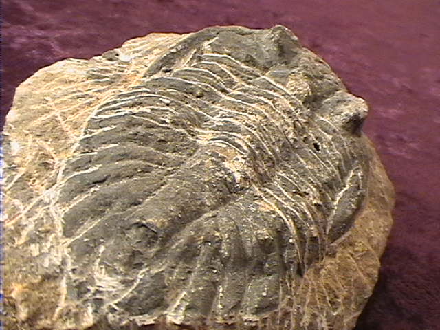 Fossil - Trilobite - Phacops - 65mm - Click Image to Close